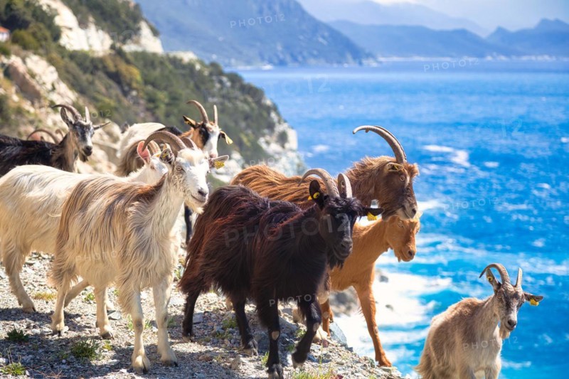 Corsican goats at Cap Corse