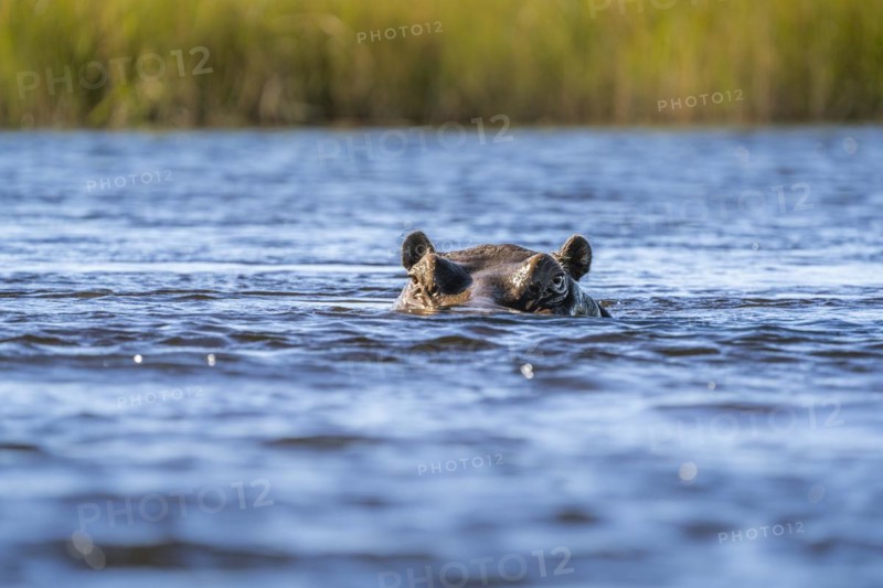Hippo