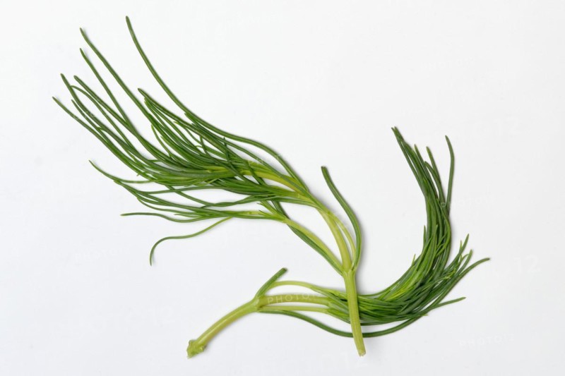 Monk's beard