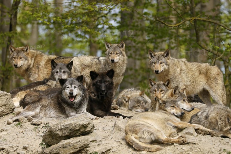 Algonquin wolf