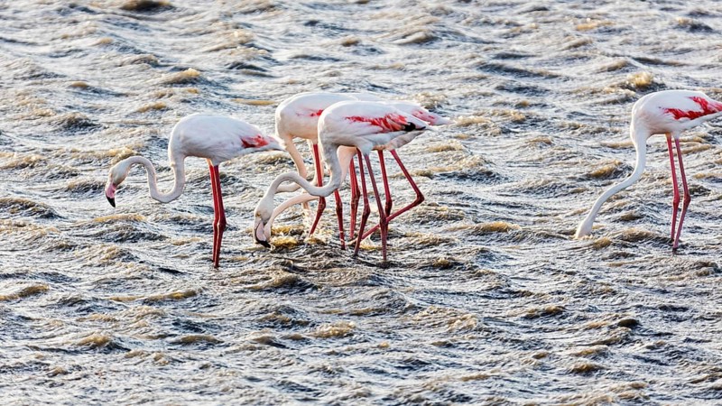 Flamingos
