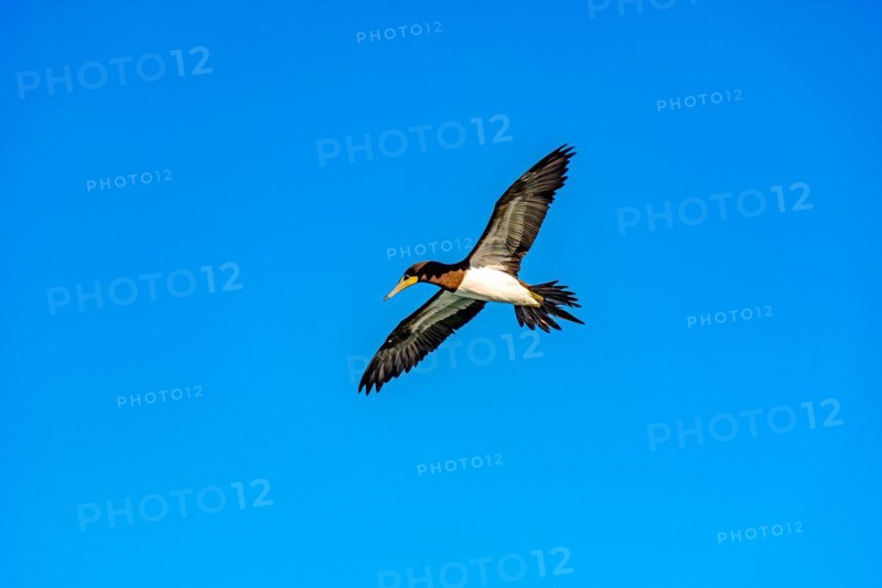 Seabird with its wings open during flight on a sunny day with blue sky in Rio de Janeiro