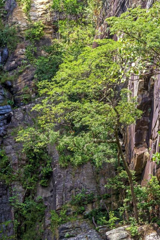 Forest vegetation blending with the rocks on a rocky slope in the Brazilian cerrado