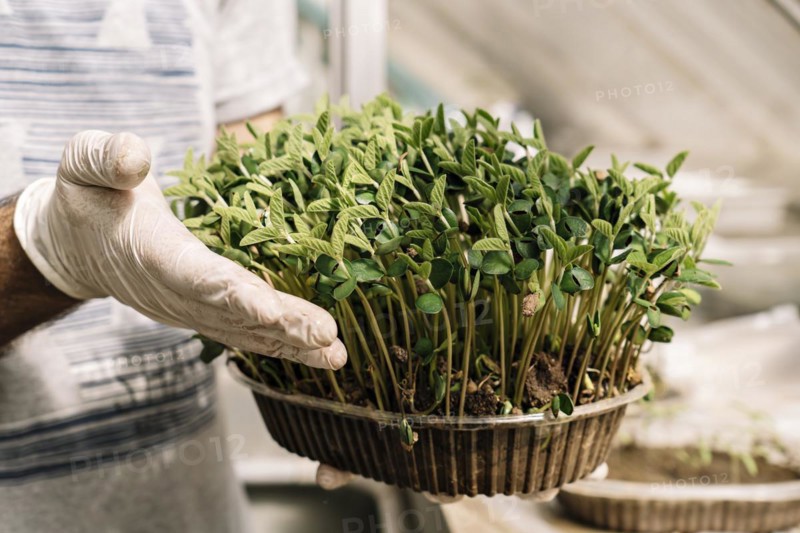 Scientist examining produce in a greenhouse. Soybean seedling growth trial