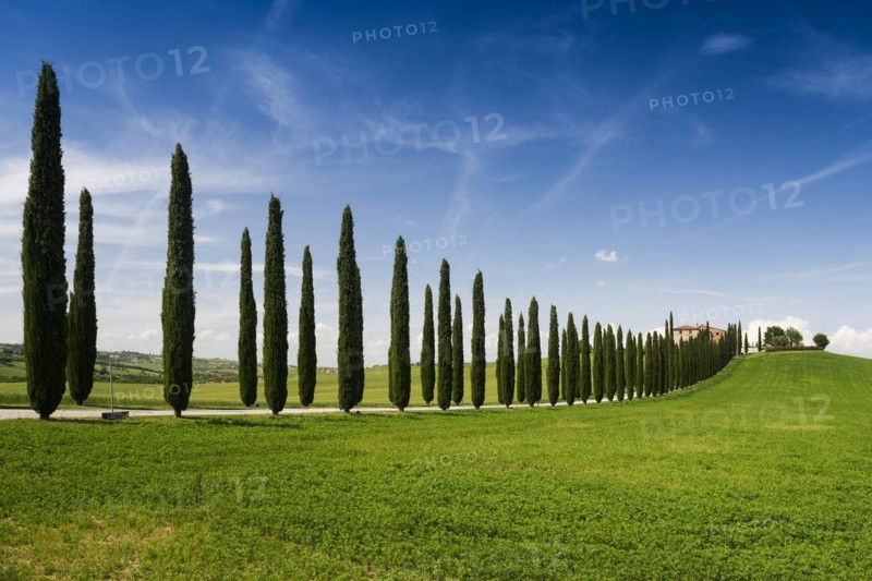 Farmhouse and cypresses