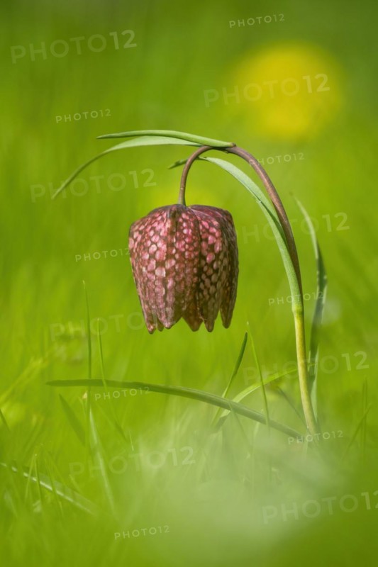 Snake's head fritillary