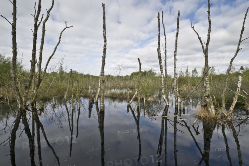 Moorland
