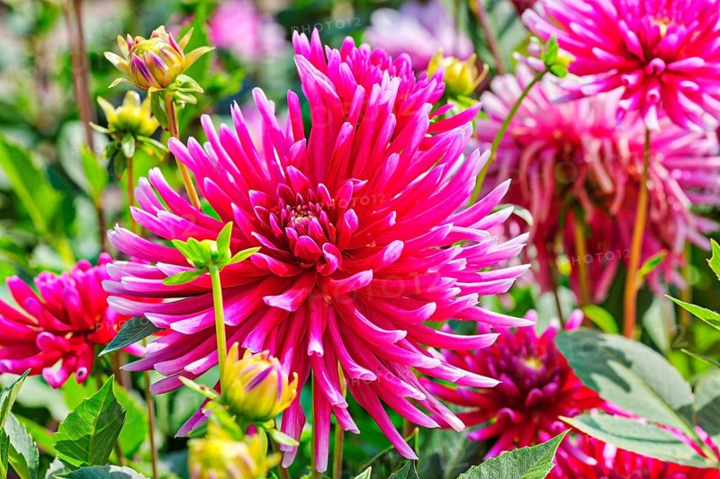 Chrysanthemum