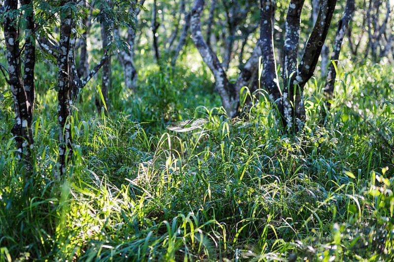 Nature