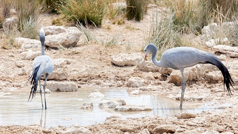 Paradise crane