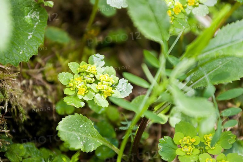 Spleenwort