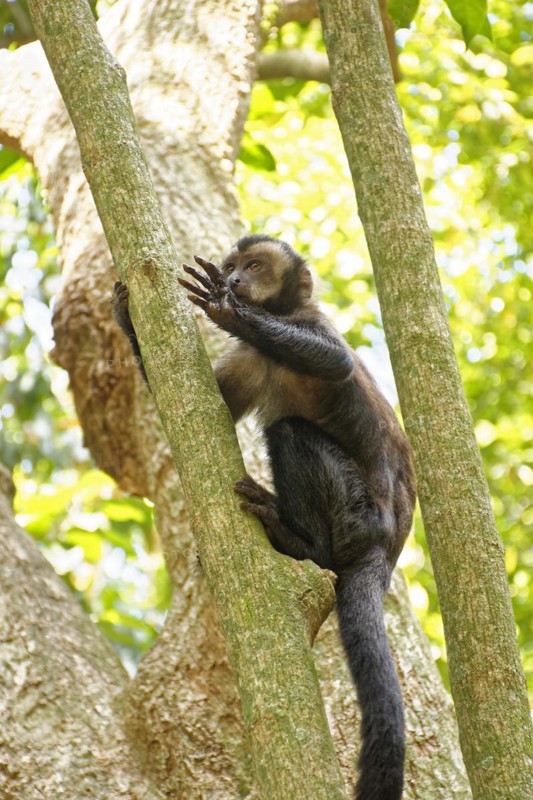 Young black Capouchin monkey climbing on a tree in the rainforest of Rio de Janeiro