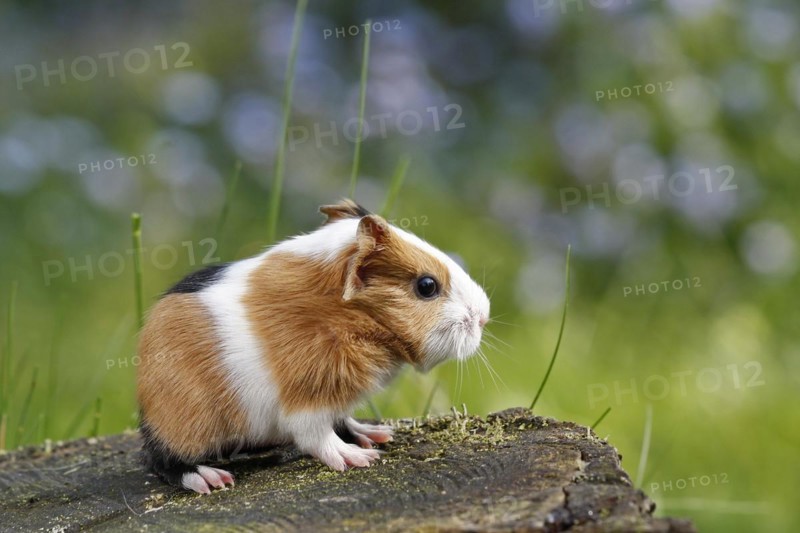 Guinea Pig pigs