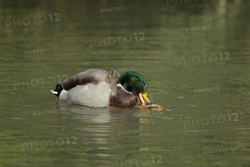 Mallard duck