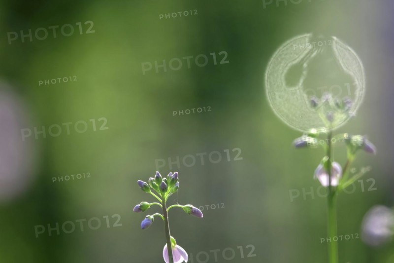 Meadowfoam in spring