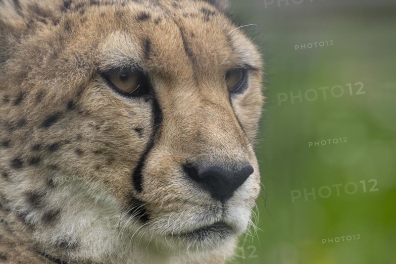 Cheetah