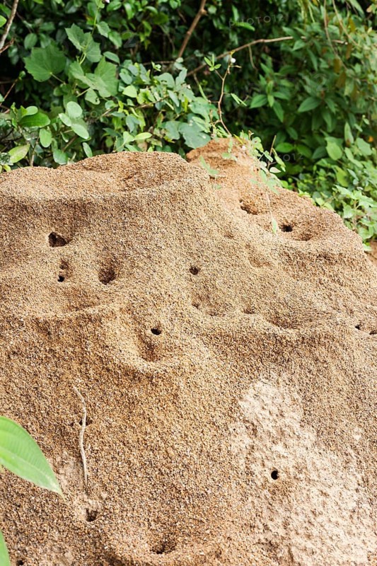 Anthill