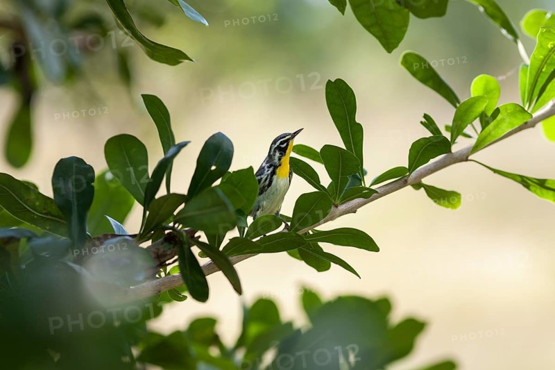Yellow-throated warbler