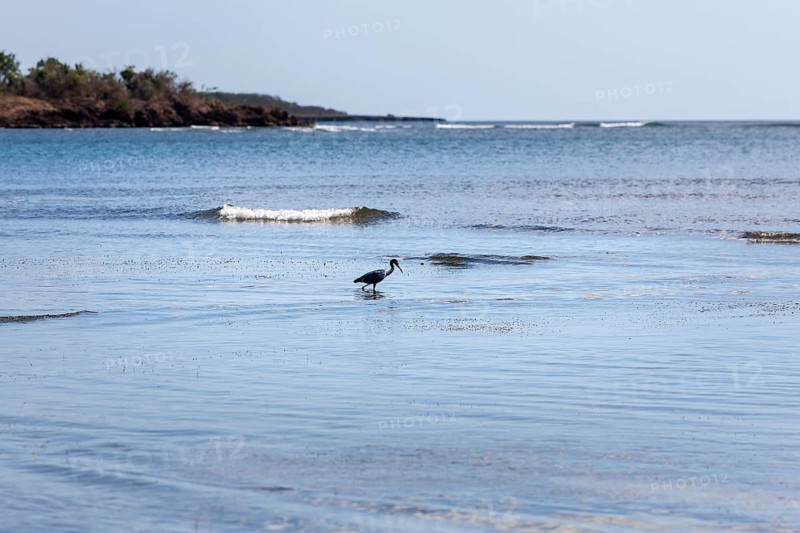 Sea