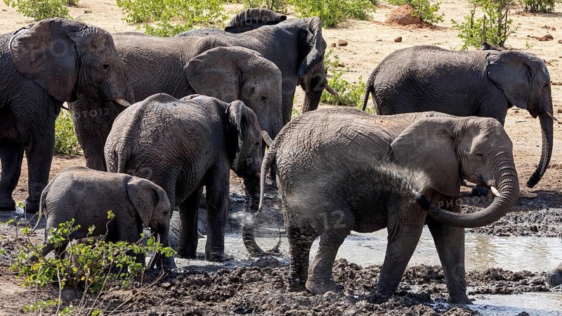 African elephants