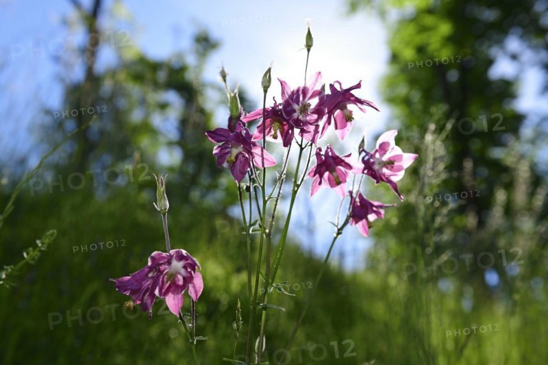 European columbine