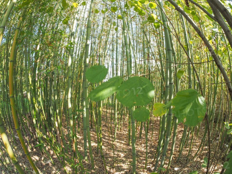 Bamboo tree