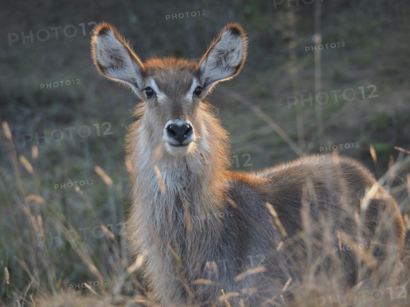 Portrait of ellipsen waterbuck