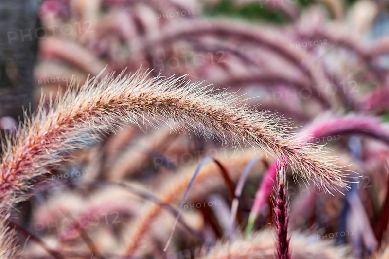 Sweet grass