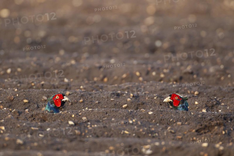 Common pheasant