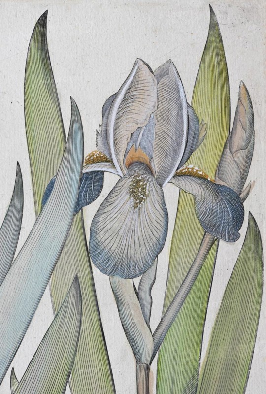 Irises