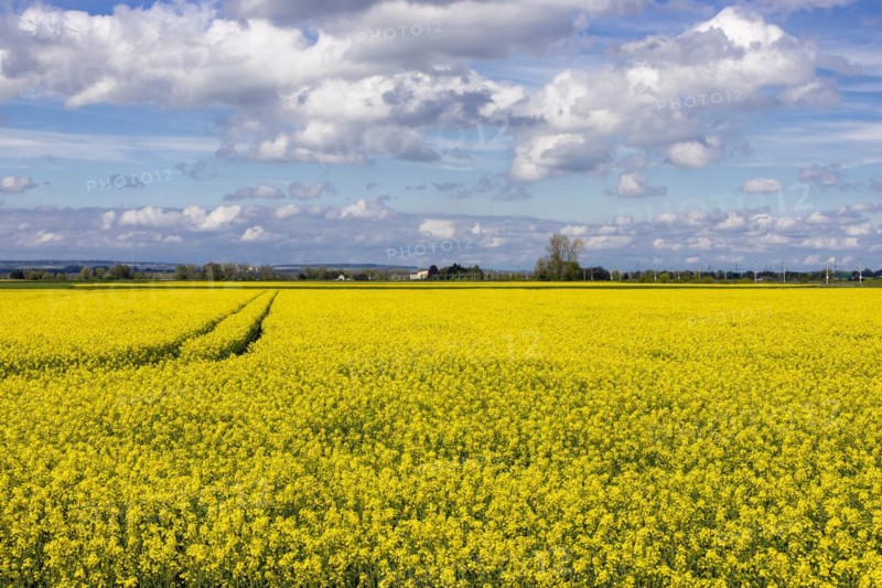 Blossoming rape