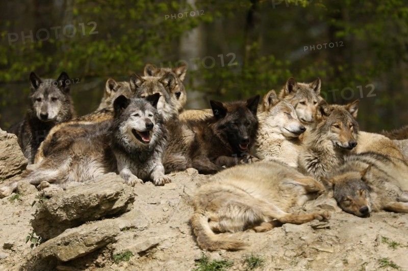 Algonquin wolf