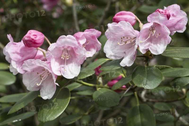 Rhododendron flower