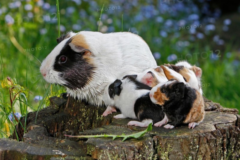 Guinea Pig pigs
