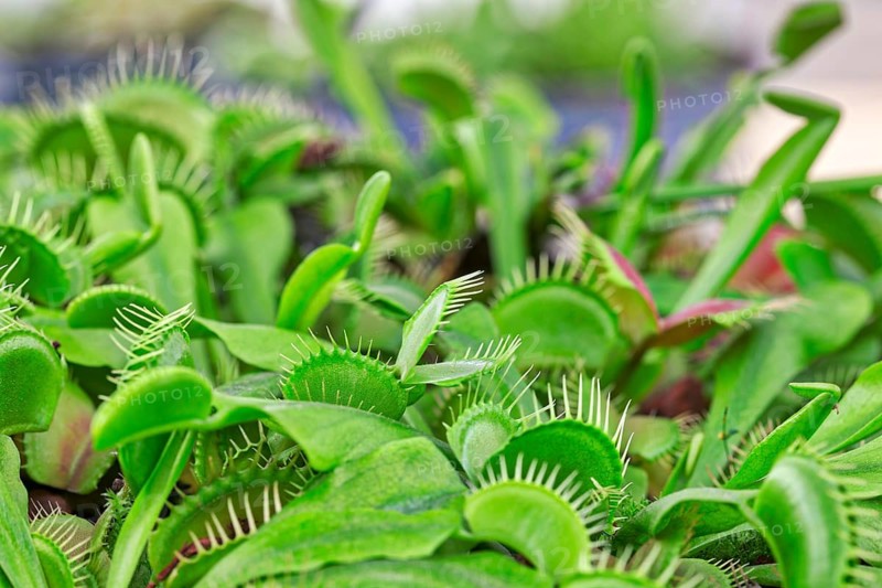 Venus flytrap