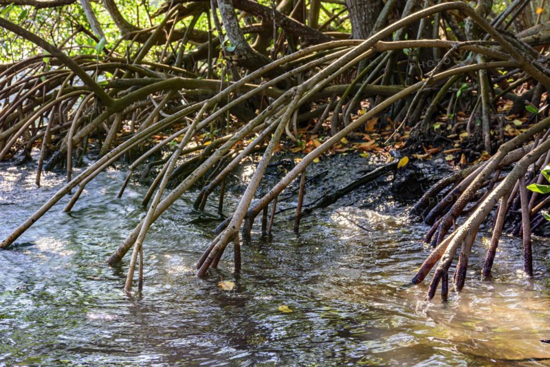 Dense vegetation in the tropical mangrove forest with its roots meeting the sea water with the rivers and lakes of Brazil