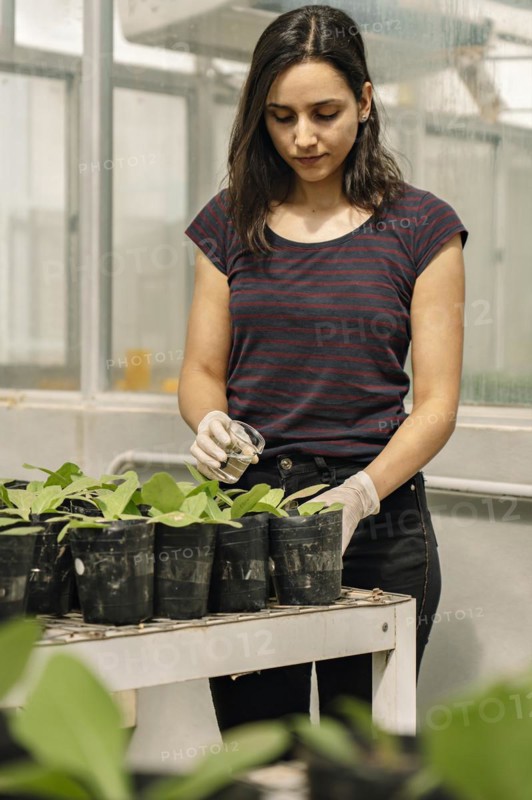 Scientist woman watering plants in a greenhouse. Soybean seedling growth trial. Vertical format