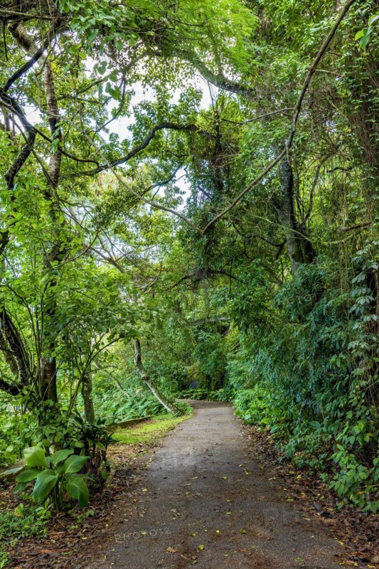 Path through the rainforest through the trees in Rio de Janeiro