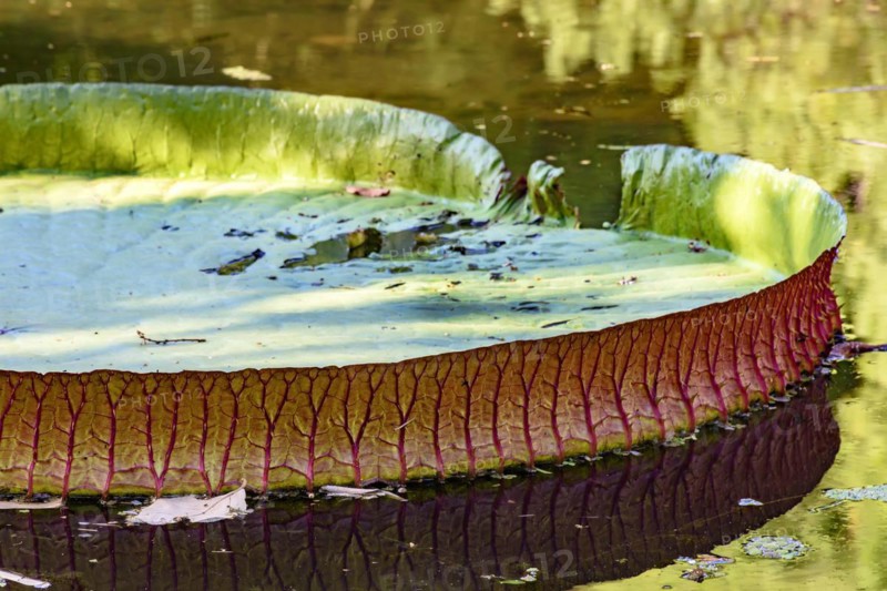 Victoria regia