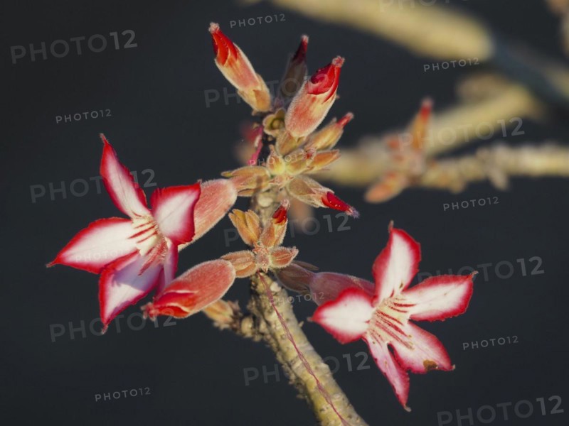 Impala lily