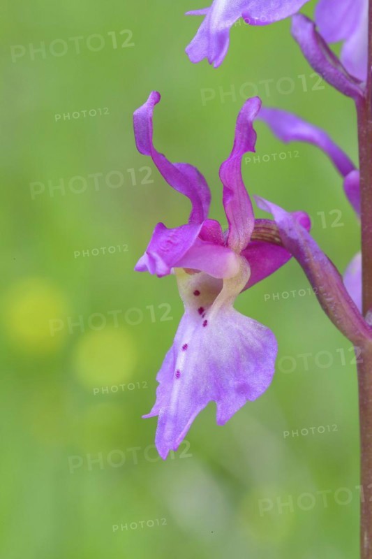 Early purple orchid