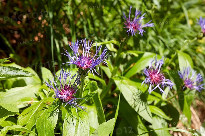 Mountain knapweed