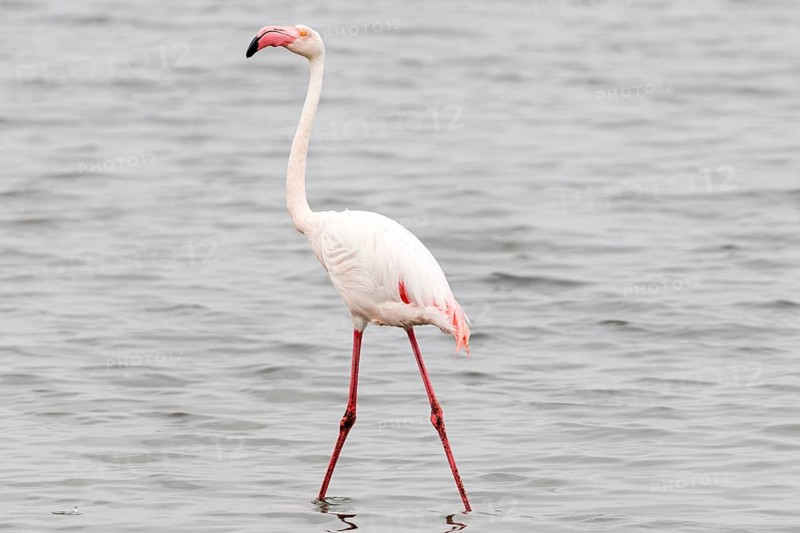 Flamingos