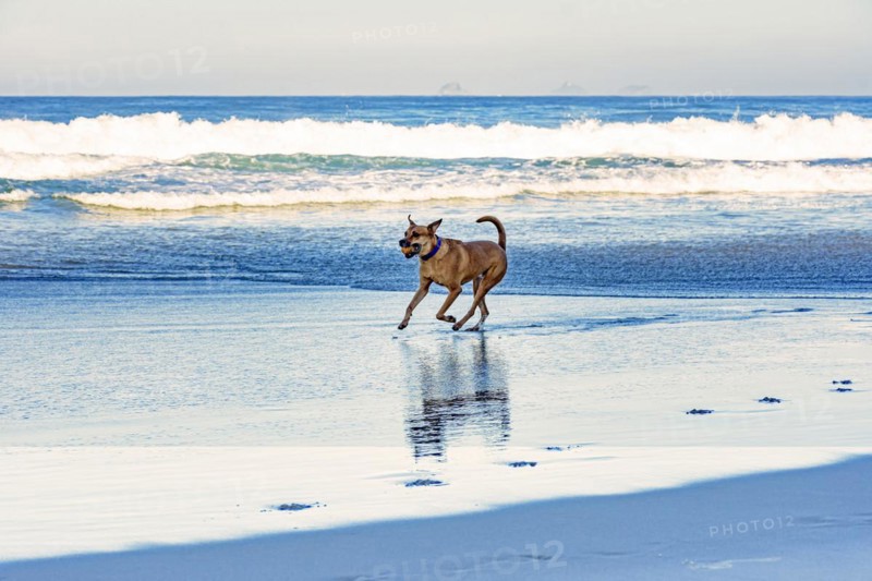 Cur dog running with ball in mouth on the sands of Ipanema beach in Rio de Janeiro