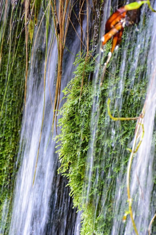 Moss and vegetation between the waters and stones of a clear waterfall in Carrancas