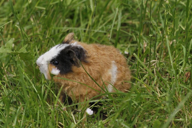 Guinea Pig pigs