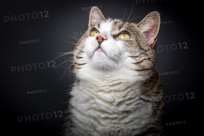 Felidae