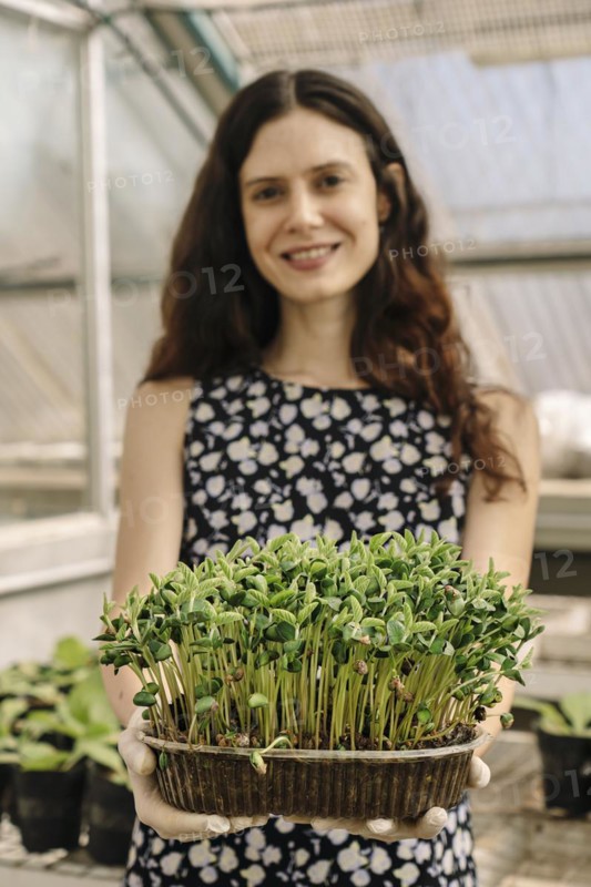 Scientist woman holding and showing the result of growing soybean seedlings in a greenhouse