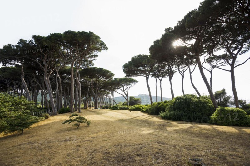Beach and old pine trees