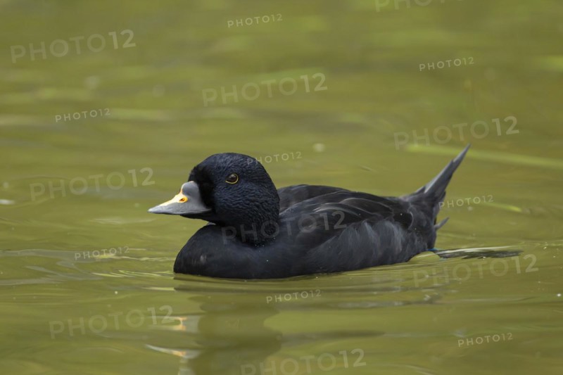 Common scoter